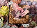 Pachyveria 'Pampoteus' Variegated 2" Cutting Succulent Plant