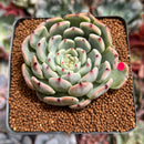 Echeveria 'Jackal' 2"-3" Succulent Plant