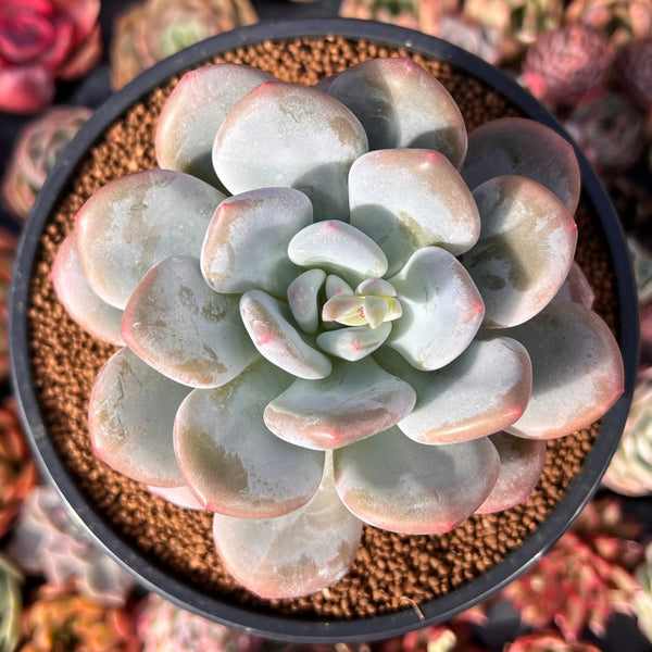 Pachyveria 'Pearlberry' 4" Succulent Plant