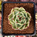 Echeveria Agavoides 'Blue Dragon' 2" Succulent Plant