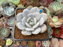 Echeveria 'Laui' 2" Powdery Succulent Plant