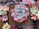 Echeveria 'Orange Monroe' 3" Succulent Plant