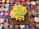 Echeveria Agavoides 'Francesca' Variegated 1"-2" Succulent Plant