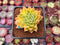 Echeveria Agavoides 'Francesca' Variegated 1"-2" Succulent Plant