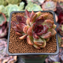 Echeveria 'Violet Cheese' 2" Cluster Succulent Plant