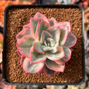 Echeveria 'Pink Harin' Variegated 2" Succulent Plant