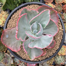 Echeveria 'Flying Cloud' Variegated 5" Succulent Plant