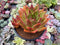 Echeveria Agavoides 'Orange Ebony' 5" Succulent Plant