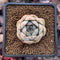 Echeveria 'Rose Mamonde' 1" New Hybrid Succulent Plant