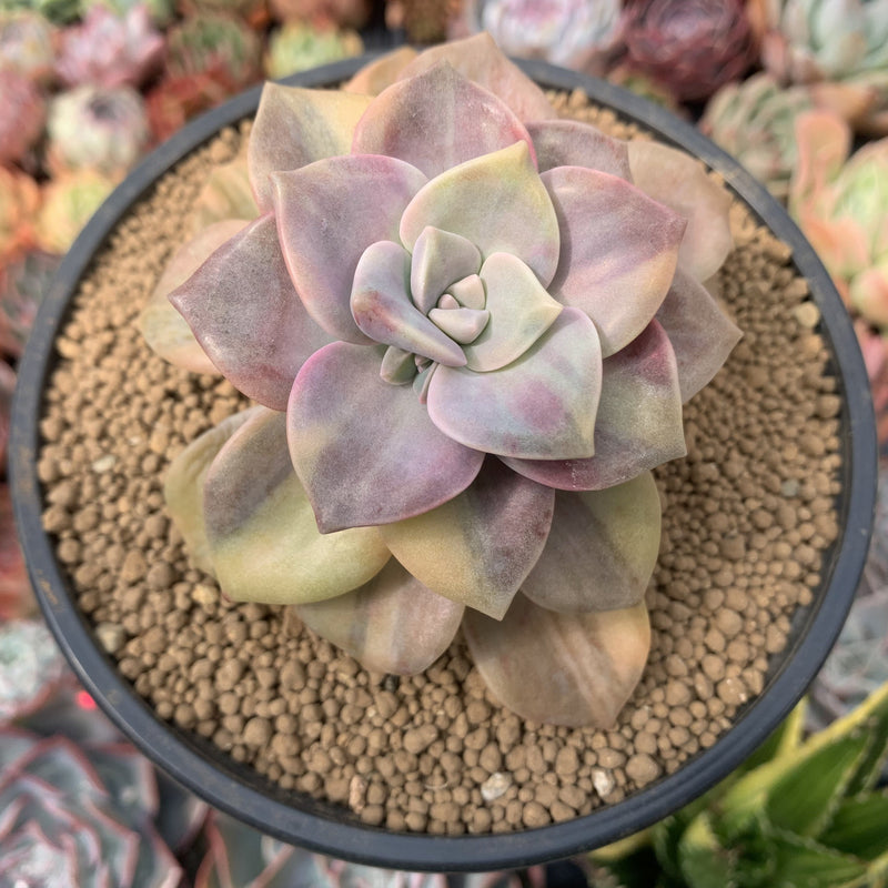 graptopetalum succulent Graptopetalum 'Purple Delight' Variegated 4" Succulent Plant – True Succulents Plant Co