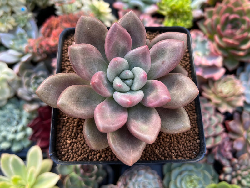 ruby donna succulent Graptoveria 'Ruby Donna' 3" Succulent Plant