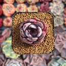 Echeveria 'Odette' 1"-2" Succulent Plant