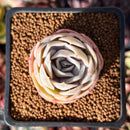 Echeveria 'Blue Surprise' 1" Succulent Plant