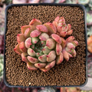 Echeveria Agavoides 'Sarabony' 2"-3" Cluster Succulent Plant