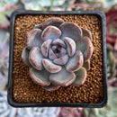 Echeveria 'Purple Stone' 1"-2" Succulent Plant