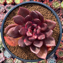 Echeveria 'Love and War' 3" Succulent Plant *Blemished Lower Leaves*