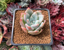 Echeveria 'Colorata' Powdery 1" Succulent Plant