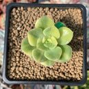 Echeveria 'Nicksana' Variegated 1"-2" Succulent Plant