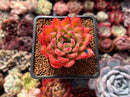 Echeveria Agavoides 'Happy' 2" Succulent Plant