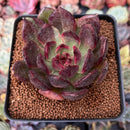 Echeveria Agavoides 'Clark' 3" Succulent Plant