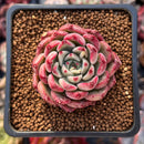 Echeveria sp. 1" Succulent Plant