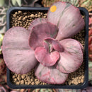 Echeveria 'Suyon Frill' Variegated 2"-3" Succulent Plant