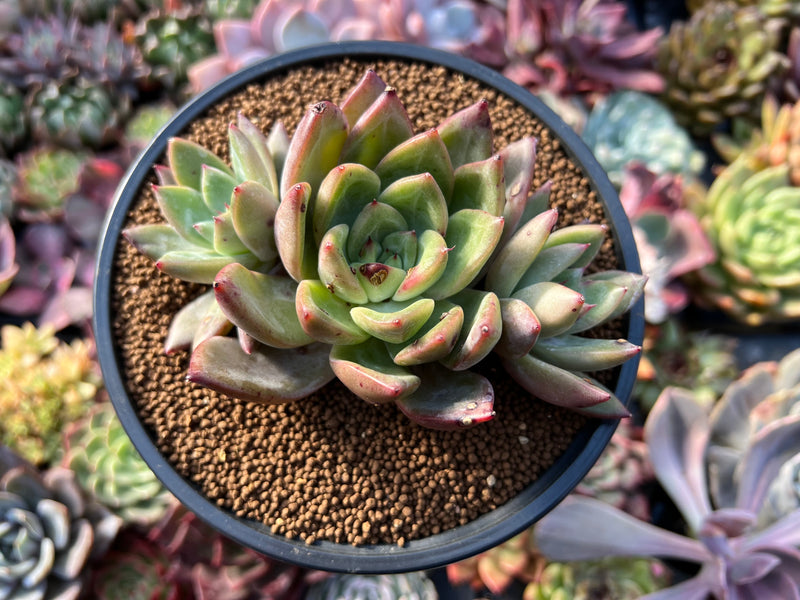green echeveria succulent Echeveria 'Green Giant' 4"-5" Cluster Succulent Plant