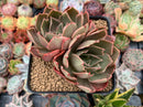 Echeveria 'Longissima' 3" Cluster Succulent Plant