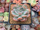Echeveria 'Star Mark' Crested 2" Succulent Plant