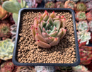 Echeveria Agavoides 'Hongja' 2" Succulent Plant