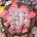 Echeveria 'Linguas' 4"-5" Cutting Succulent Plant