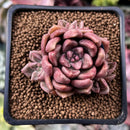 Echeveria 'Black Pettla' Cluster 2" New Hybrid Succulent Plant