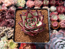 Echeveria Agavoides 'Ebony' Hybrid 2"-3" Succulent Plant