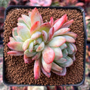 Echeveria 'Star Mark' 3" Cluster Succulent Plant
