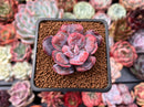 Echeveria 'Hearts Delight' 2" Succulent Plant