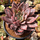 Echeveria 'Purple Champaign' 4"-5" Large Succulent Plant