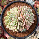 Echeveria 'Mexensis Zaragosa' 4"-5" Large Cluster Succulent Plant