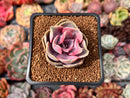 Echeveria 'Rainbow' 2" Succulent Plant