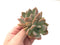 Echeveria 'Zenith' Cluster 4" Rare Succulent Plant