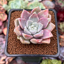 Echeveria 'Pink Spot' 1" Succulent Plant