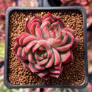 Echeveria 'Sabarez' 2" Cluster Succulent Plant