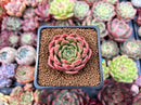 Echeveria Agavoides 'Fabien' 2" New Hybrid Succulent Plant