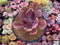 Echeveria 'Pampoteus' Variegated 4" (Not Jocelyn's Joy Variegated) Succulent Plant
