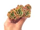 Echeveria 'Suyon' Variegated Cluster 3" Rare Succulent Plant