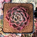 Echeveria Agavoides 'Black Tetra' 2" Succulent Plant