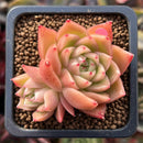 Echeveria Agavoides 'Spicy' 1" Cluster Succulent Plant