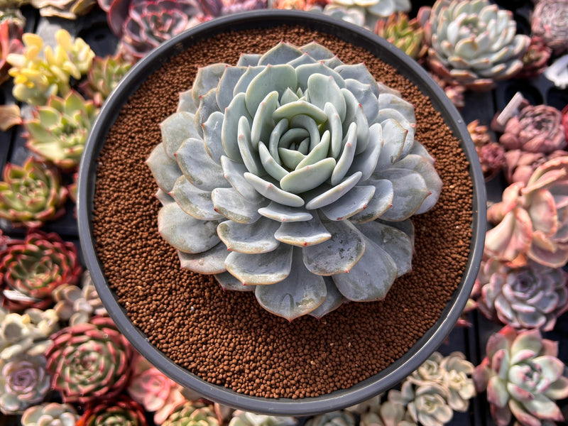 andrew succulents Echeveria 'Grand Shoes' 5" Extra Large Powdery Succulent Plant – True Succulents Plant Co