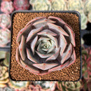 Echeveria 'Salgoo' 2" Succulent Plant