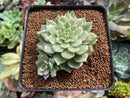 Echeveria 'Olivia' Variegated 2"-3" Succulent Plant