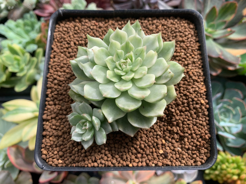 olivia succulent Echeveria 'Olivia' Variegated 2"-3" Succulent Plant – True Succulents Plant  Co